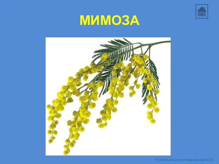 МИМОЗА Учитель-логопед Новосёлова Ю.И.
