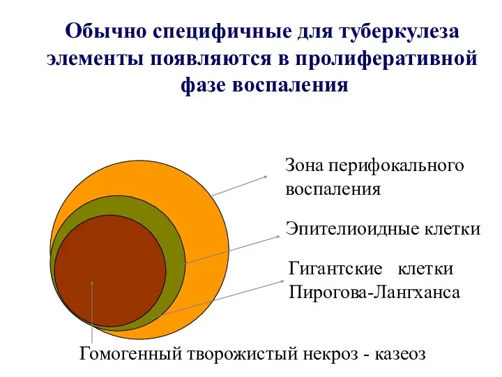 Обычно специфичные для туберкулеза элементы появляются в пролиферативной фазе воспаления