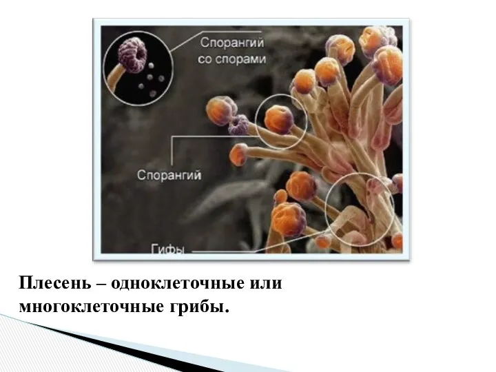 Плесень – одноклеточные или многоклеточные грибы.