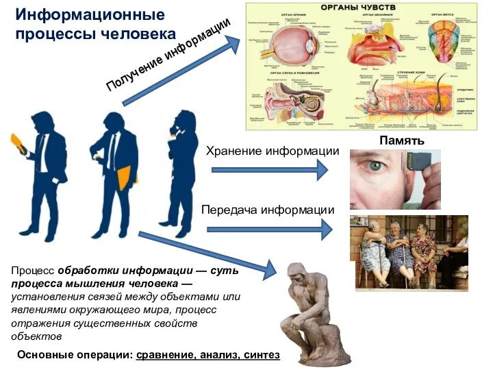 Информационные процессы человека Получение информации Хранение информации Память Передача информации