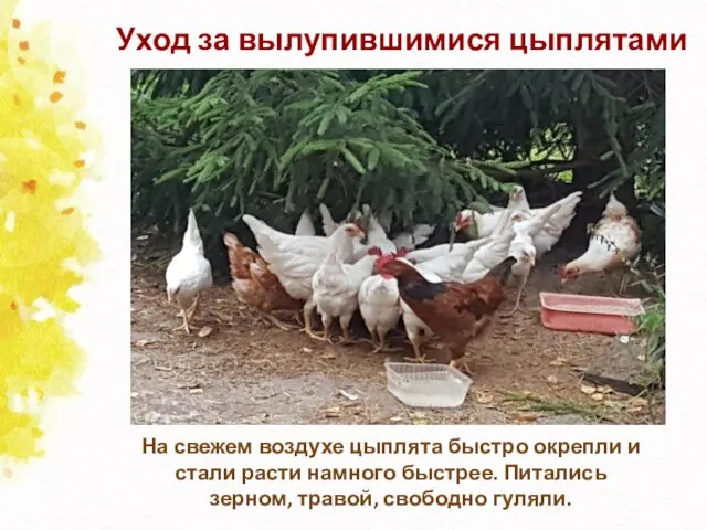 Уход за вылупившимися цыплятами На свежем воздухе цыплята быстро окрепли и стали расти