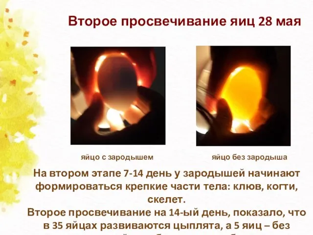 Второе просвечивание яиц 28 мая На втором этапе 7-14 день у зародышей начинают