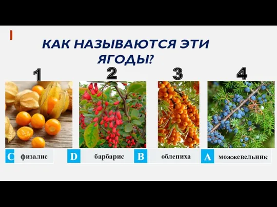 КАК НАЗЫВАЮТСЯ ЭТИ ЯГОДЫ? 1 1 2 3 4