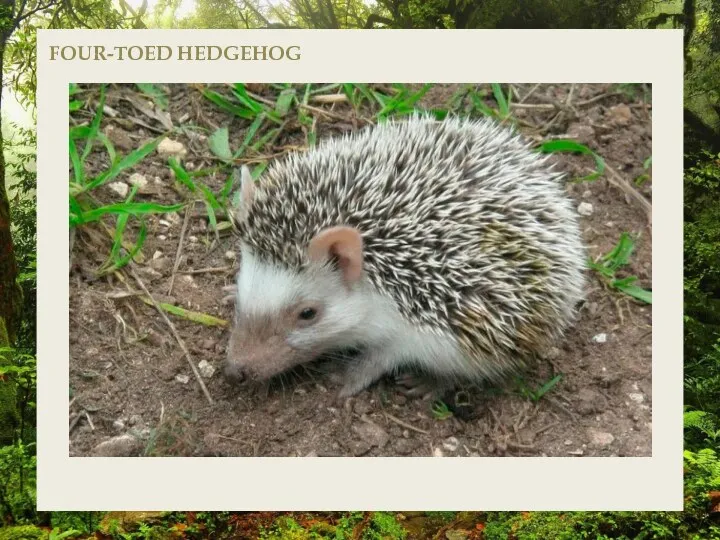 FOUR-TOED HEDGEHOG