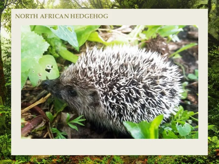 NORTH AFRICAN HEDGEHOG