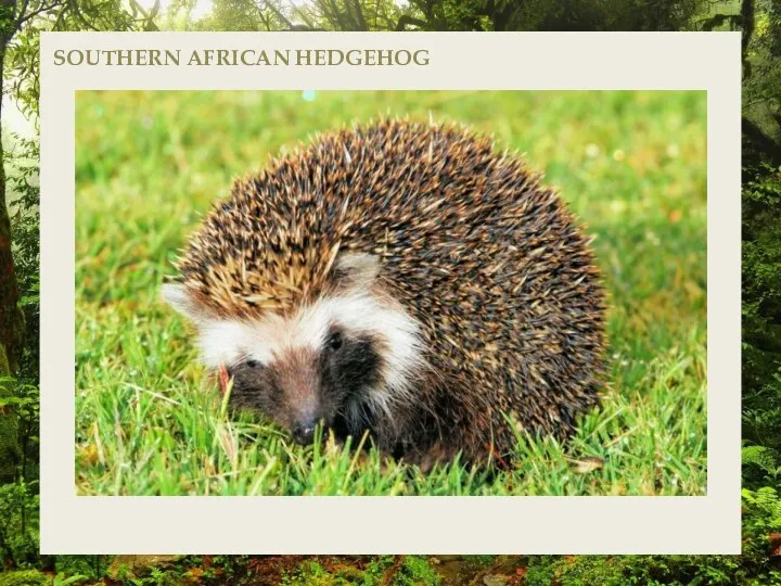 SOUTHERN AFRICAN HEDGEHOG