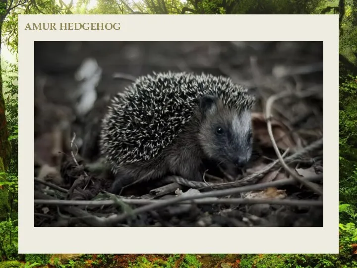 AMUR HEDGEHOG