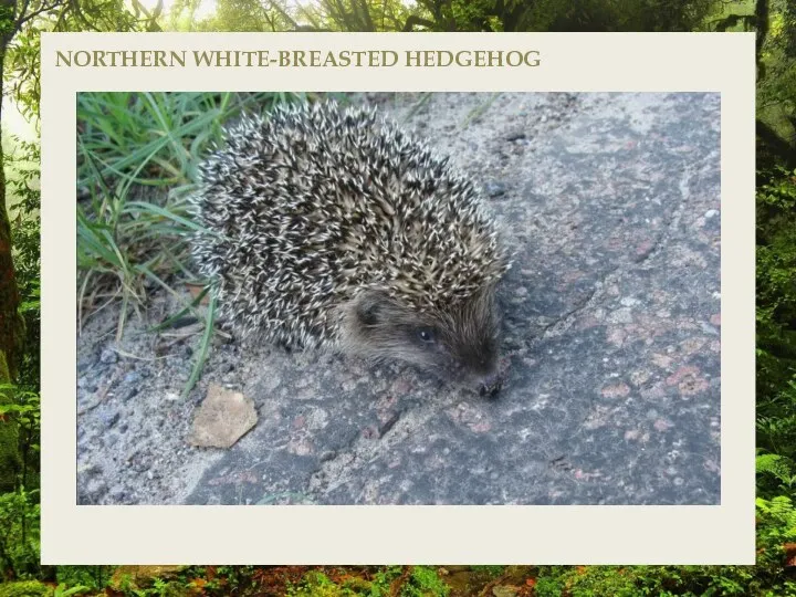 NORTHERN WHITE-BREASTED HEDGEHOG