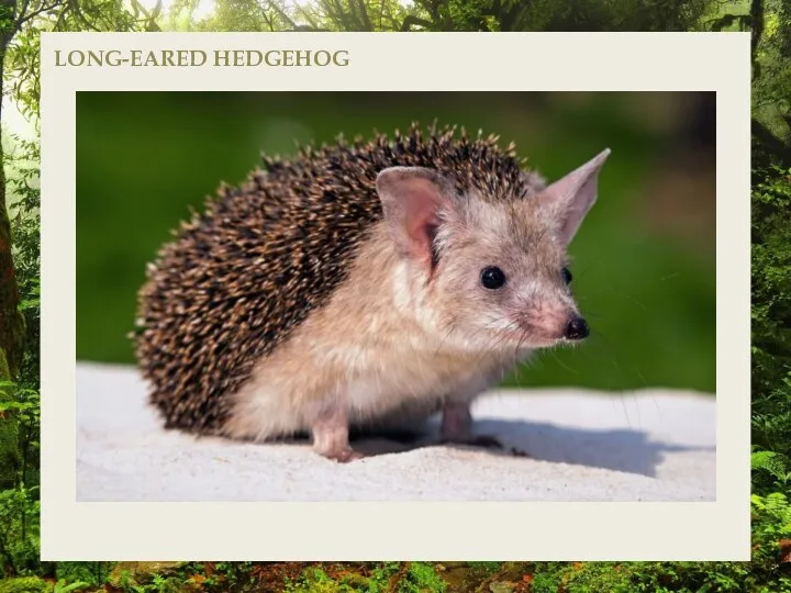 LONG-EARED HEDGEHOG