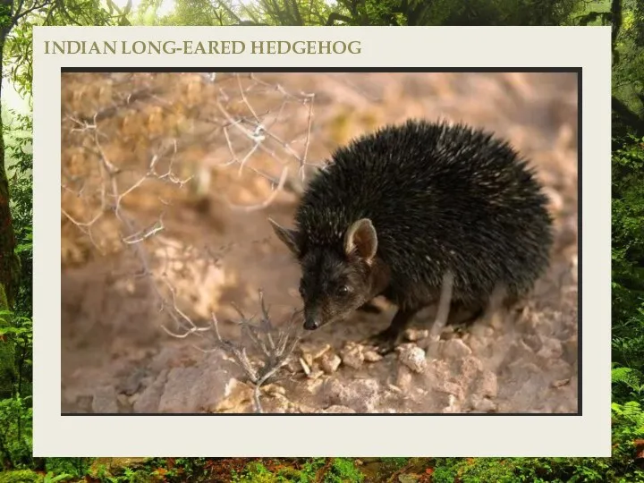 INDIAN LONG-EARED HEDGEHOG