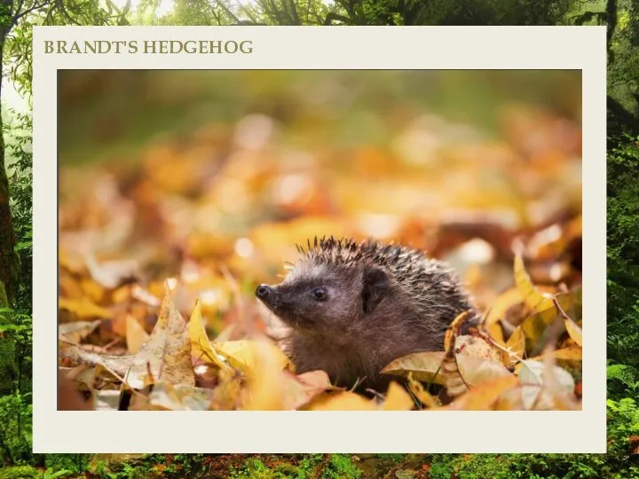 BRANDT'S HEDGEHOG