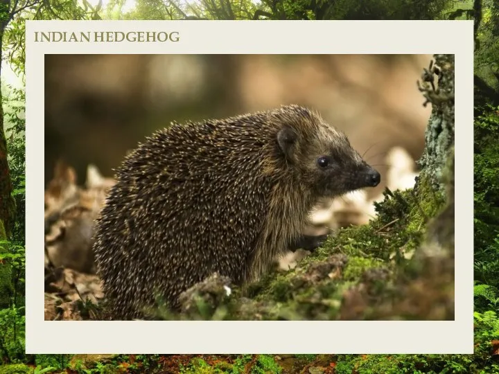 INDIAN HEDGEHOG