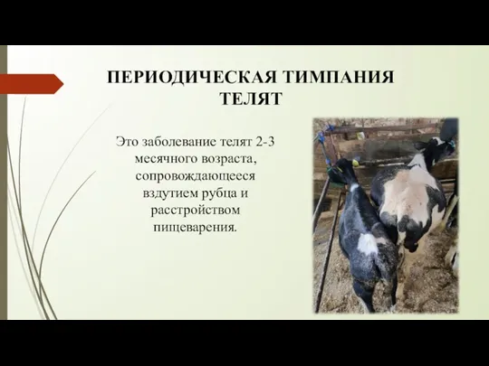 ПЕРИОДИЧЕСКАЯ ТИМПАНИЯ ТЕЛЯТ Это заболевание телят 2-3 месячного возраста, сопровождающееся вздутием рубца и расстройством пищеварения.