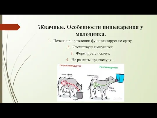 Жвачные. Особенности пищеварения у молодняка. Печень при рождении функционирует не