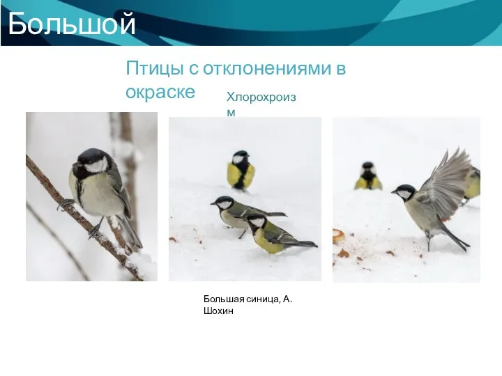Большой год Птицы с отклонениями в окраске Хлорохроизм Большая синица, А. Шохин