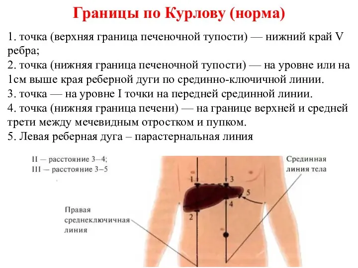 Границы по Курлову (норма) 1. точка (верхняя граница печеночной тупости)