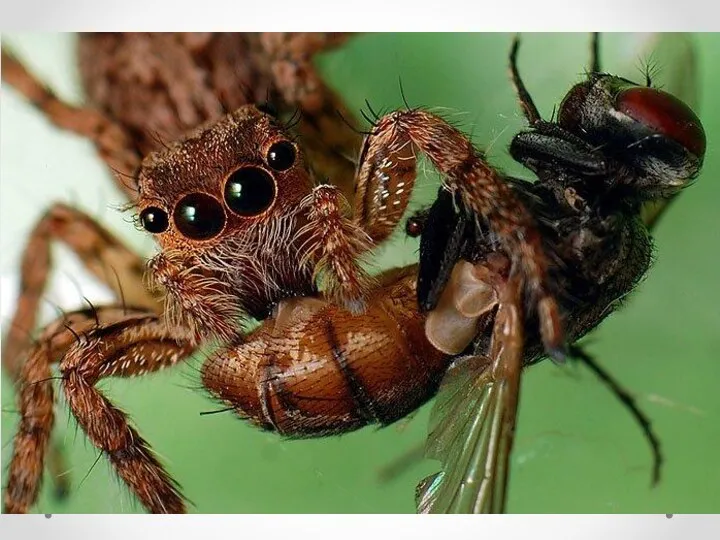 Пойманную в сеть добычу паук кусает и обматывает нитями паутины