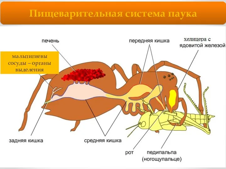 Пищеварительная система паука Мускулистая глотка, который функционирует по принципу насоса,