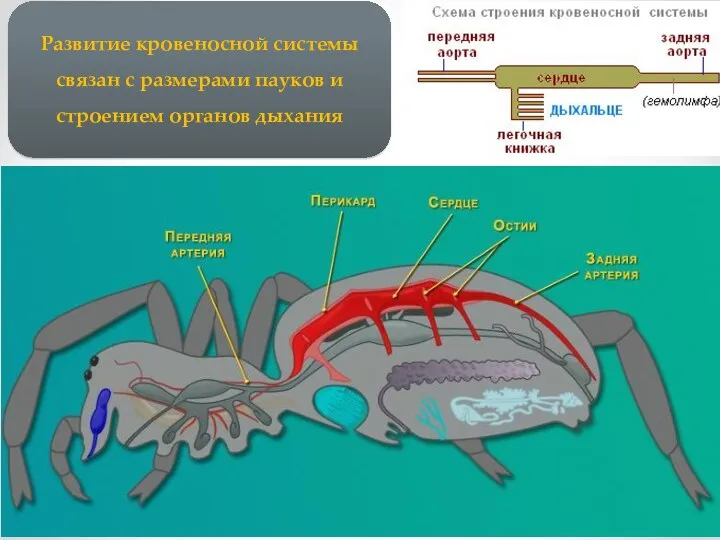 Развитие кровеносной системы связан с размерами пауков и строением органов