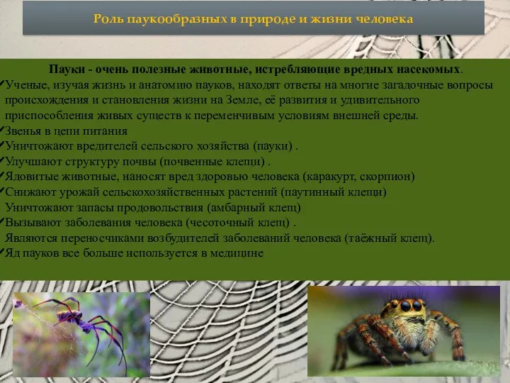 Роль паукообразных в природе и жизни человека Пауки - очень