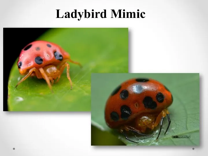 Ladybird Mimic