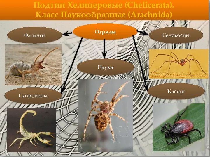 Подтип Хелицеровые (Chelicerata). Класс Паукообразные (Arachnida) Отряды Сенокосцы Фаланги Скорпионы Клещи Пауки