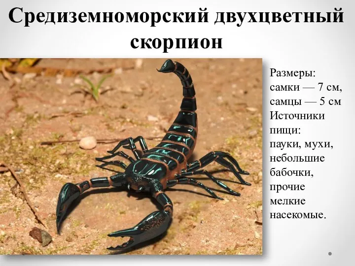 Средиземноморский двухцветный скорпион Размеры: самки — 7 см, самцы —
