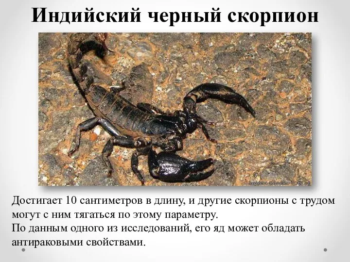 Индийский черный скорпион Достигает 10 сантиметров в длину, и другие