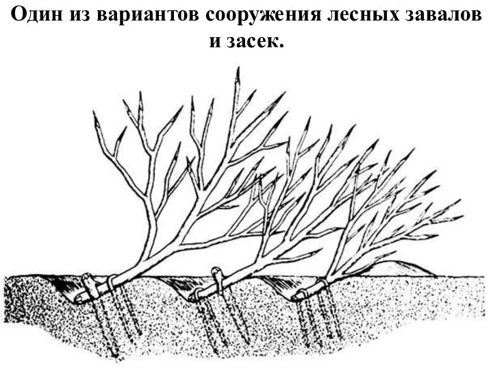 Один из вариантов сооружения лесных завалов и засек.