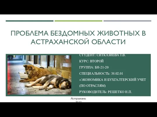 Проблема бездомных животных в Астраханской области