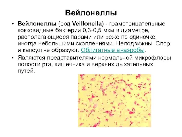 Вейлонеллы Вейлонеллы (род Veillonella) - грамотрицательные кокковидные бактерии 0,3-0,5 мкм в диаметре, располагающиеся