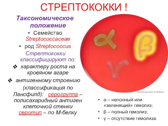 СТРЕПТОКОККИ ! Таксономическое положение Семейство Streptococcaceae род Streptococcus Стрептококки классифицируют по: характеру роста