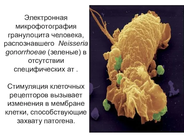 Электронная микрофотография гранулоцита человека, распознавшего Neisseria gonorrhoeae (зеленые) в отсутствии специфических ат .