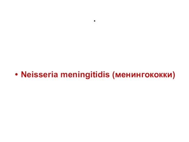 . Neisseria meningitidis (менингококки)