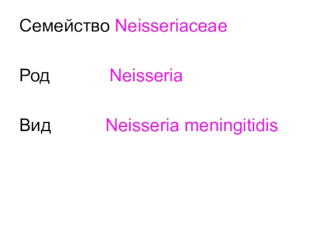 Семейство Neisseriaceae Род Neisseria Вид Neisseria meningitidis