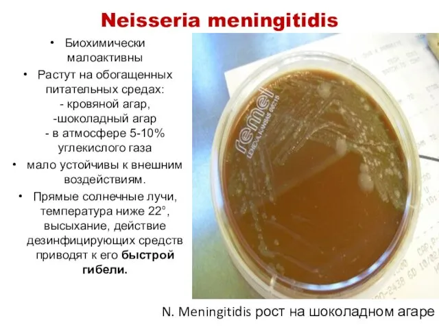 Neisseria meningitidis Биохимически малоактивны Растут на обогащенных питательных средах: - кровяной агар, -шоколадный