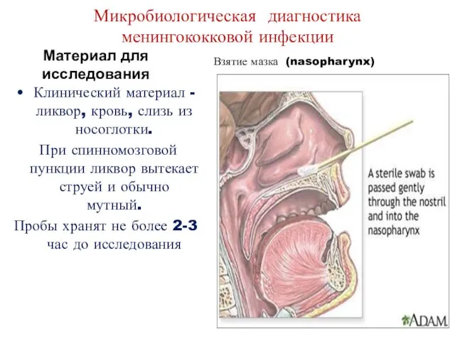 Микробиологическая диагностика менингококковой инфекции Материал для исследования Клинический материал - ликвор, кровь, слизь