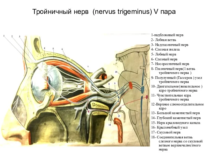 Тройничный нерв (nervus trigeminus) V пара 1-надблоковый нерв 2- Лобная