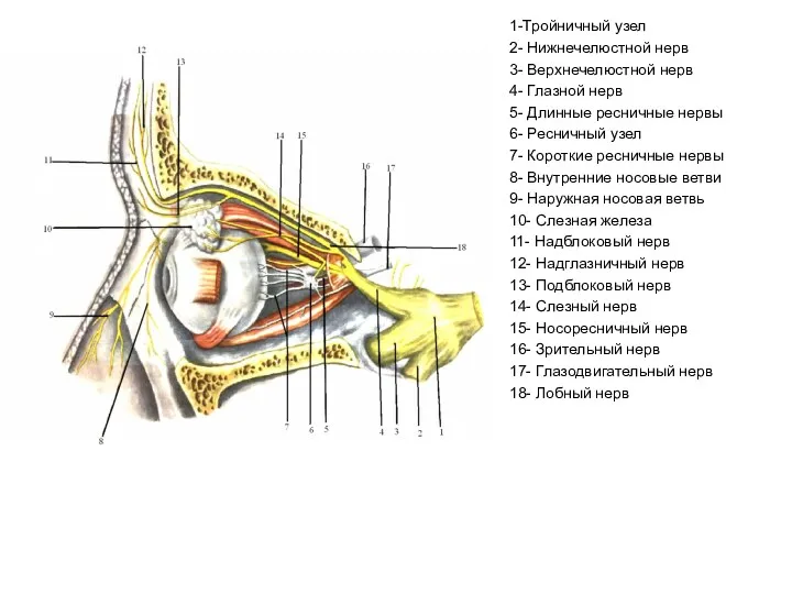 1-Тройничный узел 2- Нижнечелюстной нерв 3- Верхнечелюстной нерв 4- Глазной
