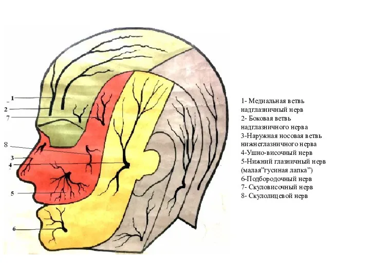 1- Медиальная ветвь надглазничный нерв 2- Боковая ветвь надглазничного нерва