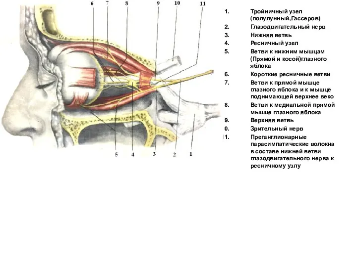 Тройничный узел(полулунный,Гассеров) Глазодвигательный нерв Нижняя ветвь Ресничный узел Ветви к