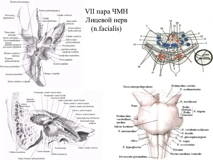 VII пара ЧМН Лицевой нерв (n.facialis)