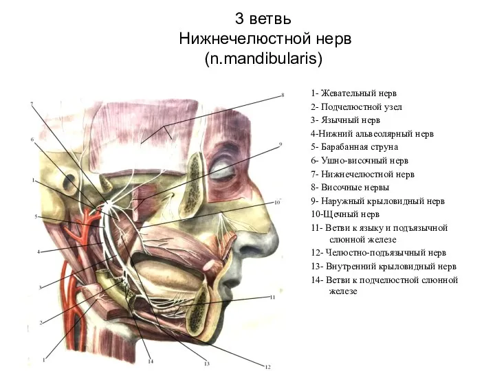 1- Жевательный нерв 2- Подчелюстной узел 3- Язычный нерв 4-Нижний