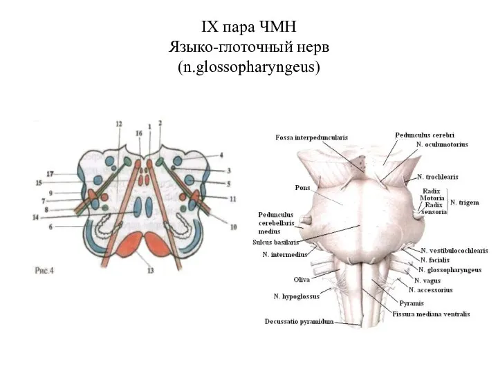 IХ пара ЧМН Языко-глоточный нерв (n.glossopharyngeus)