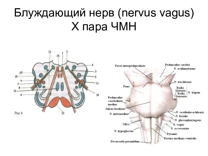 Блуждающий нерв (nervus vagus) X пара ЧМН