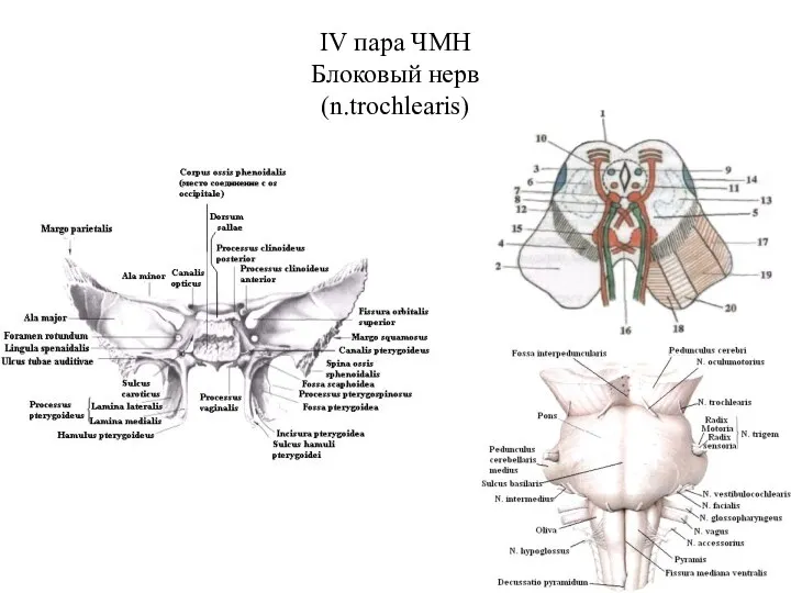 IV пара ЧМН Блоковый нерв (n.trochlearis)