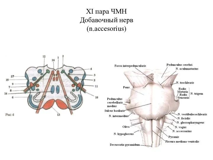 ХI пара ЧМН Добавочный нерв (n.accesorius)