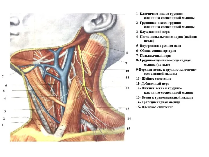 1- Ключичная ножка грудино-ключично-сосцевидной мышцы 2- Грудинная ножка грудино-ключично-сосцевидной мышцы