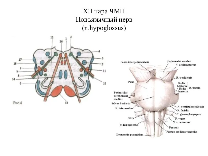 ХII пара ЧМН Подъязычный нерв (n.hypoglossus)