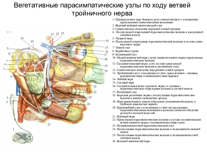 Вегетативные парасимпатические узлы по ходу ветвей тройничного нерва 1- Промежуточное